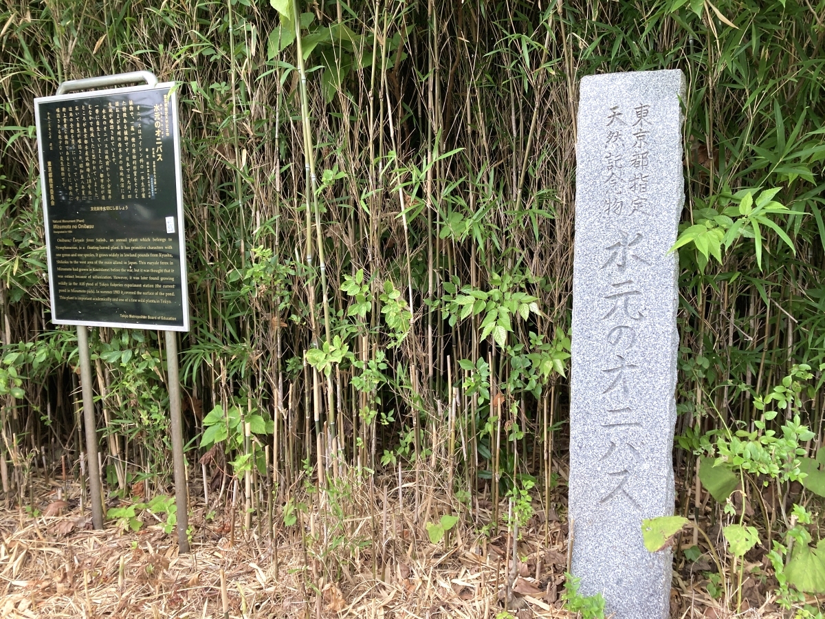 東京都指定天然記念物であることを示す石柱と案内板