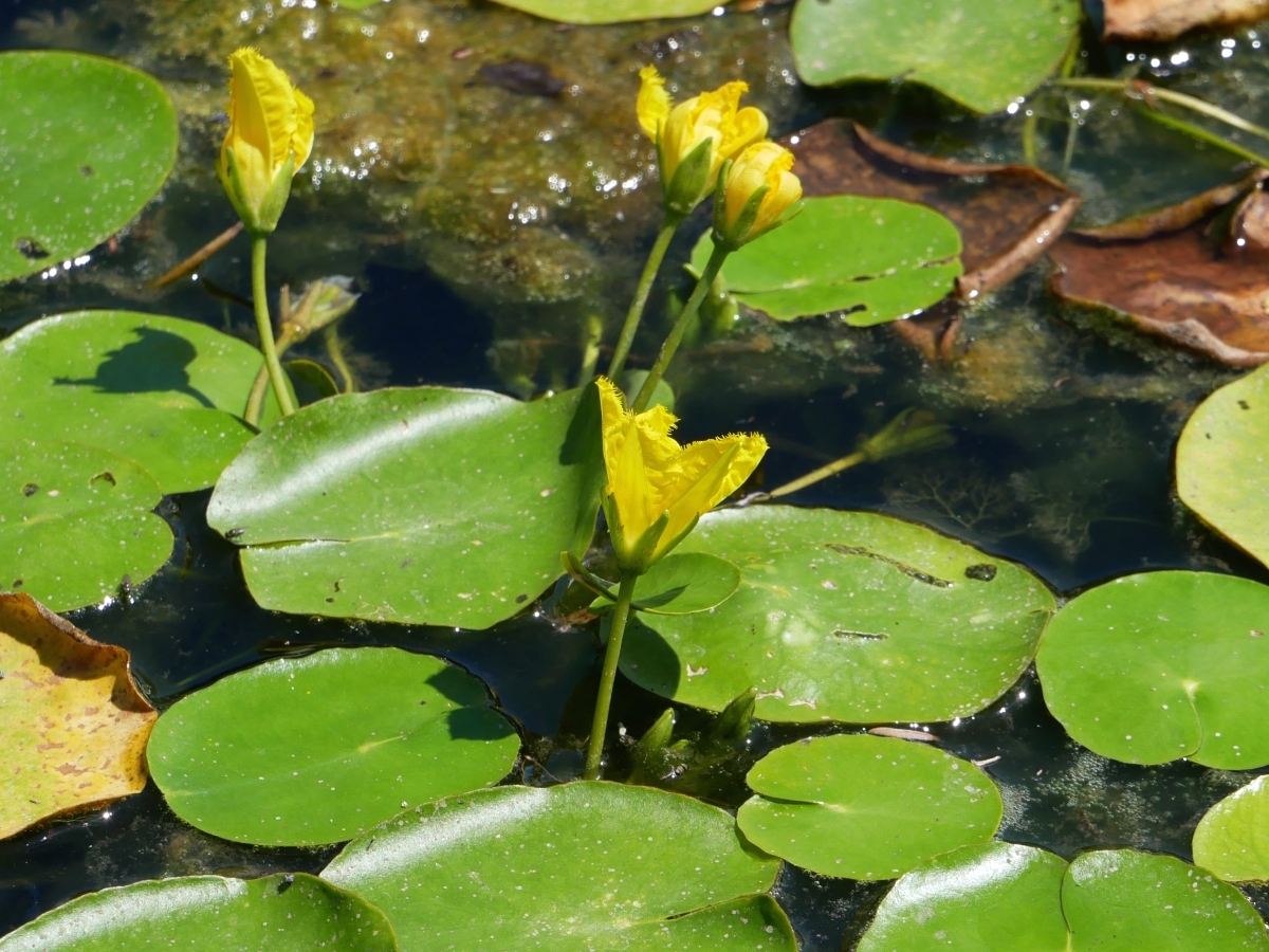 水の中から茎を伸ばして咲くアサザの花