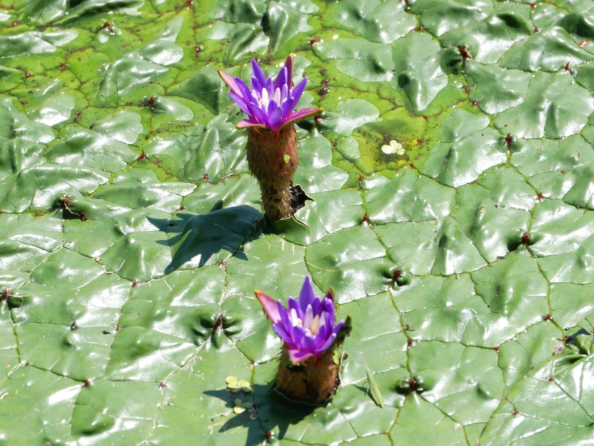隣の「オニバス17号池・18号池」に咲く紫のオニバスの花