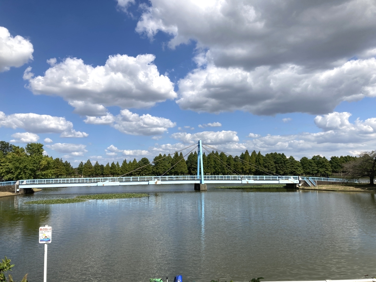 水元公園のシンボル、水元大橋。ヒガンバナのエリアは右側。