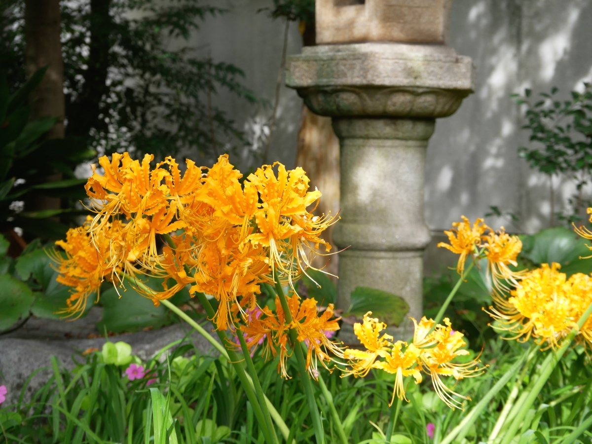 石灯籠の前に咲く黄色いヒガンバナ
