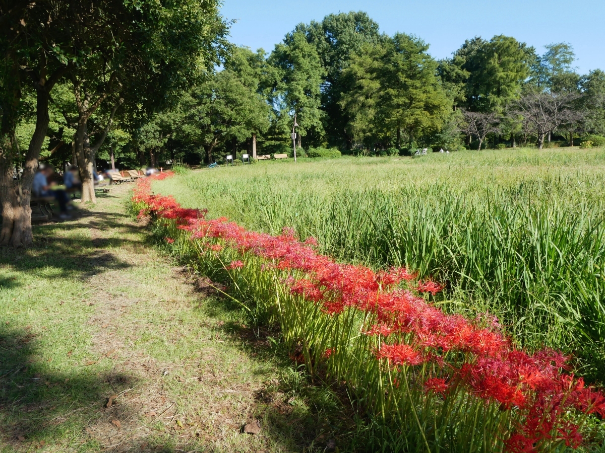 池の西側に広がる菖蒲田の縁に沿って咲くヒガンバナ