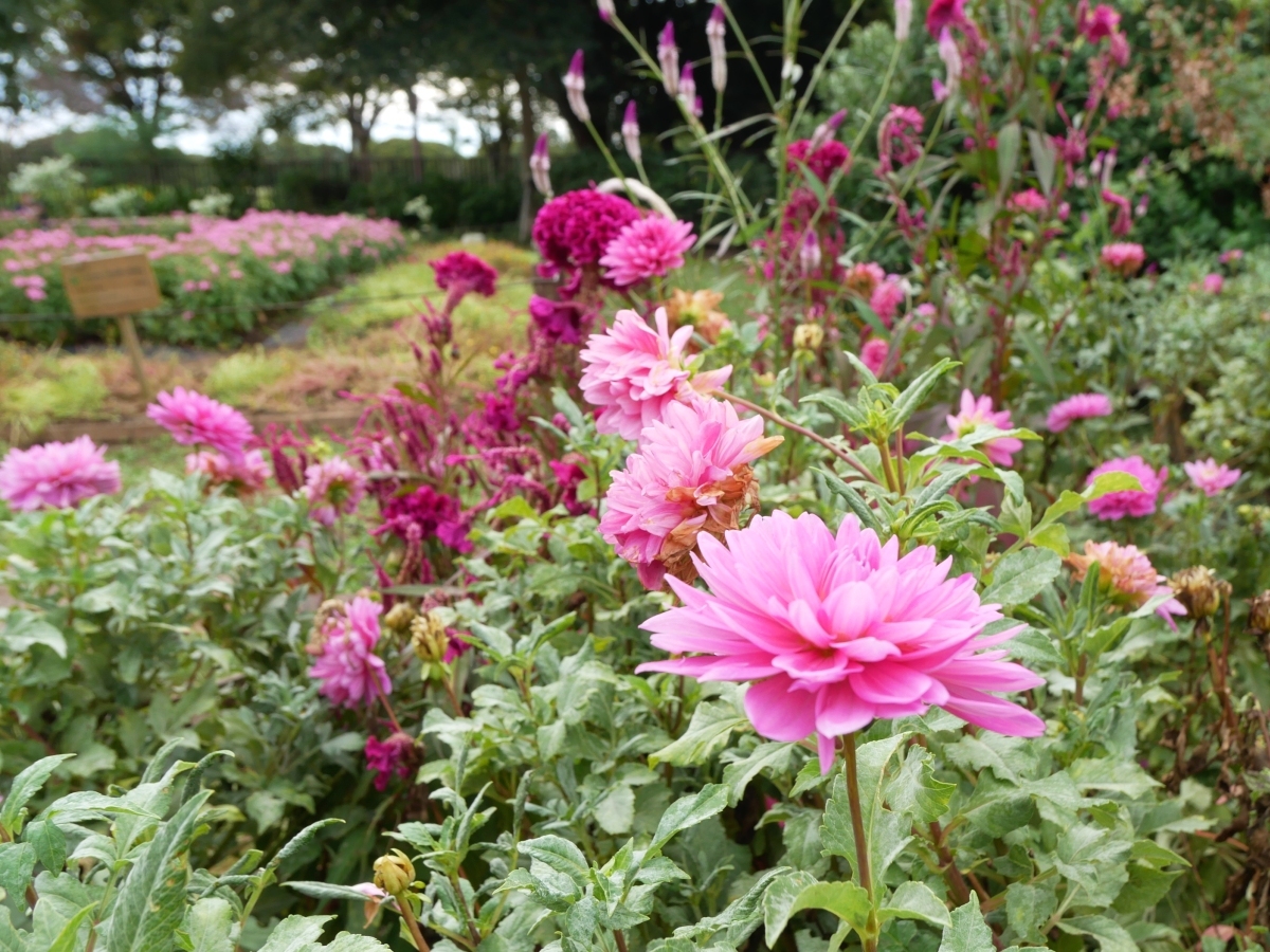 皇帝ダリアの隣の花壇に咲くダリア