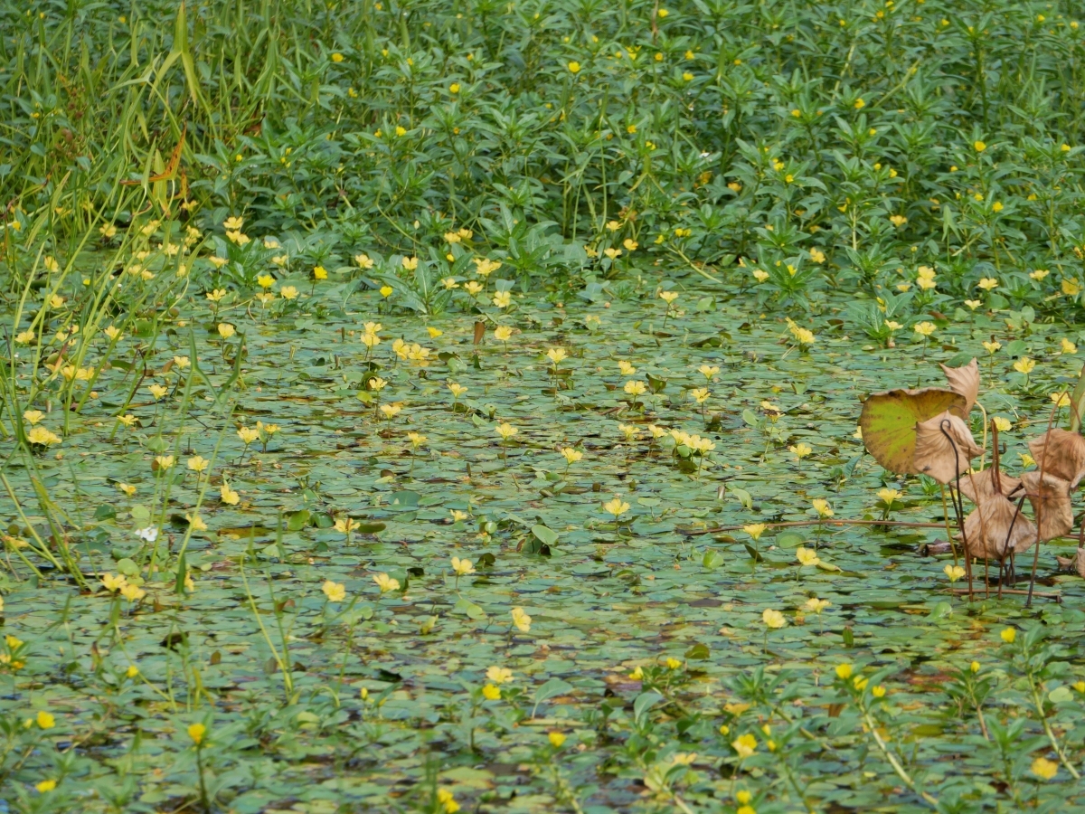 池いっぱいに咲く2種類の黄色い花