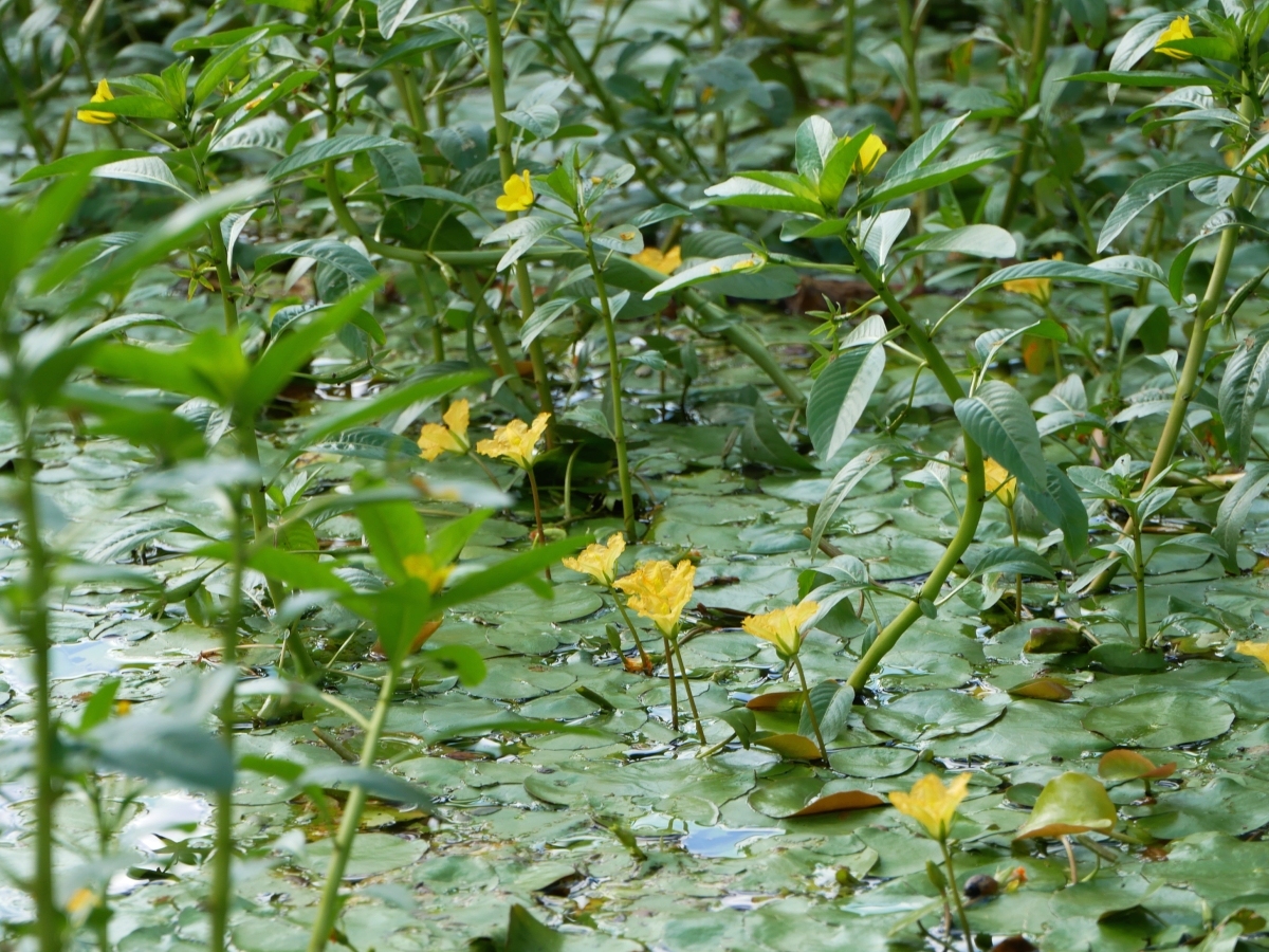 水から茎を伸ばすアサザと、周囲に咲く背の高いミズキンバイ