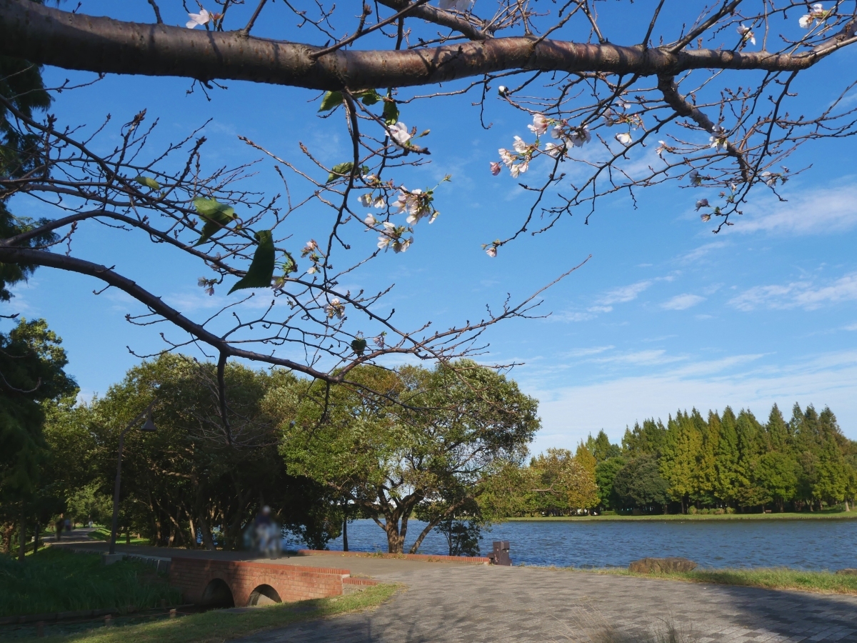 小合溜と青空に映える水元公園の桜