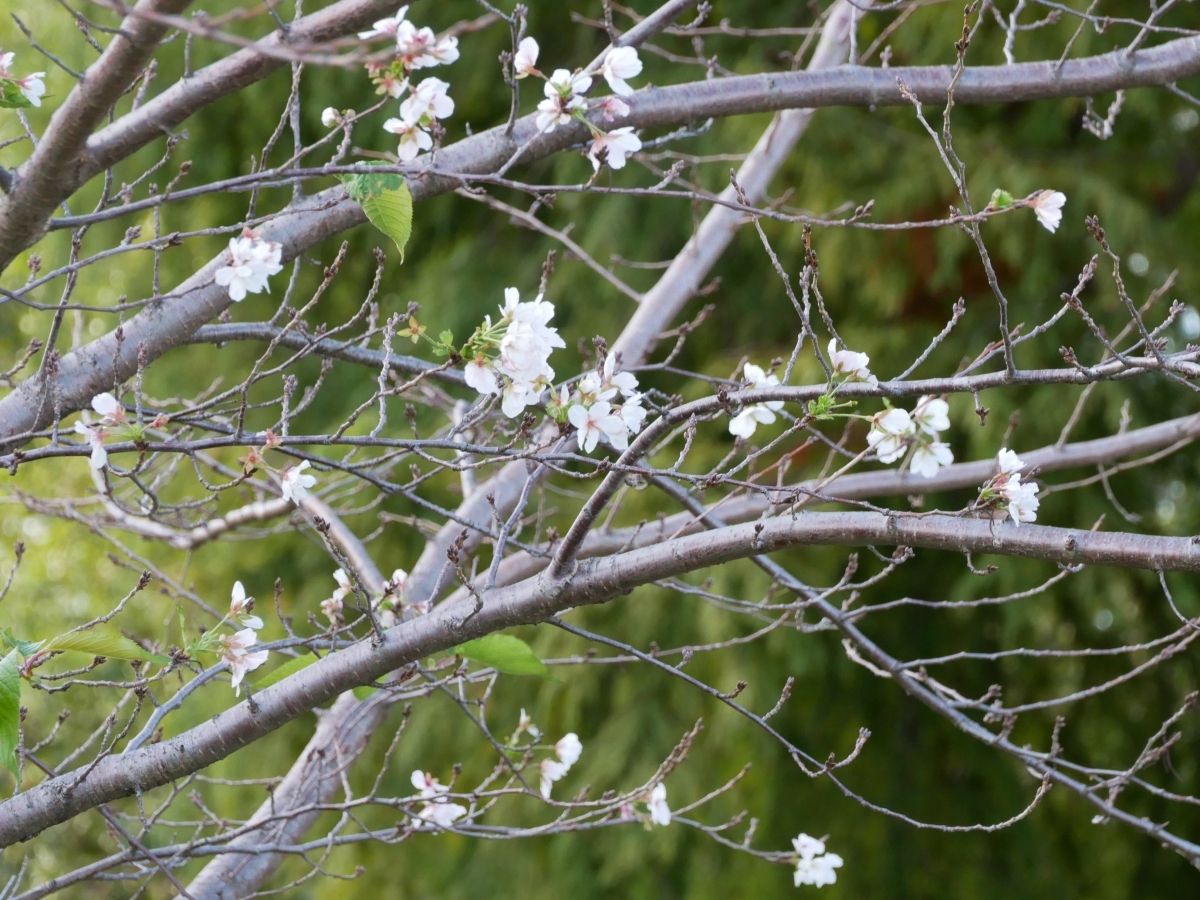 ラクウショウの木を背景に咲く一重の桜