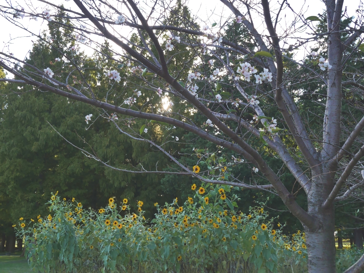 背の高い銀葉ひまわりと桜の木