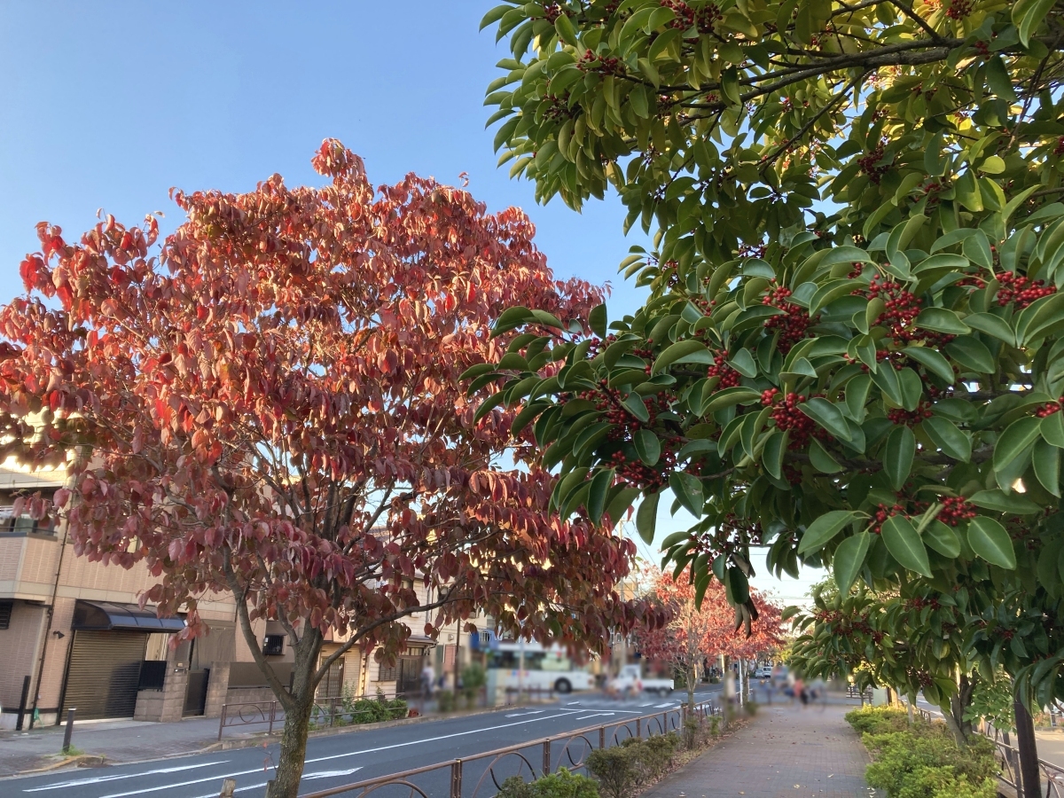 左に紅葉した木々、右にクロガネモチの実が見える遊歩道