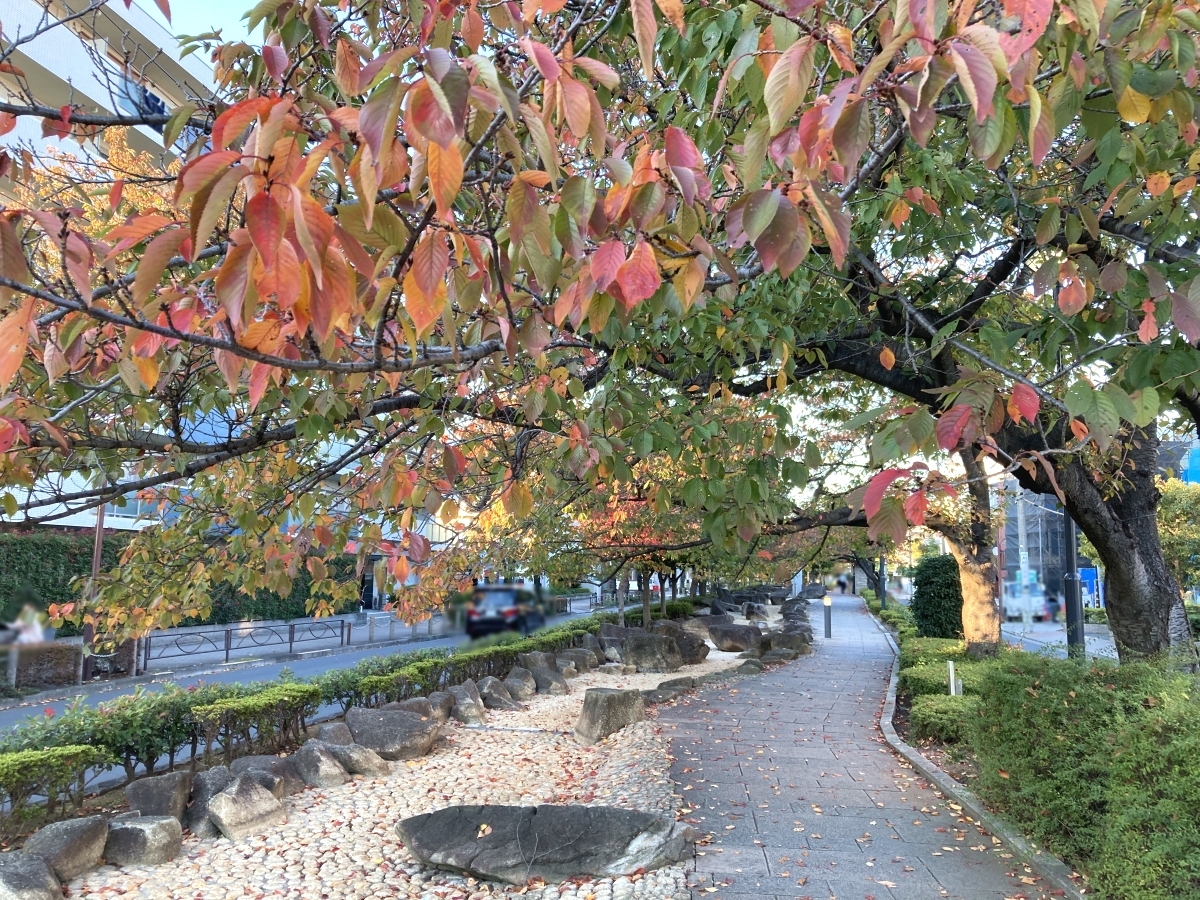 色彩豊かなサクラの木々と水遊び広場