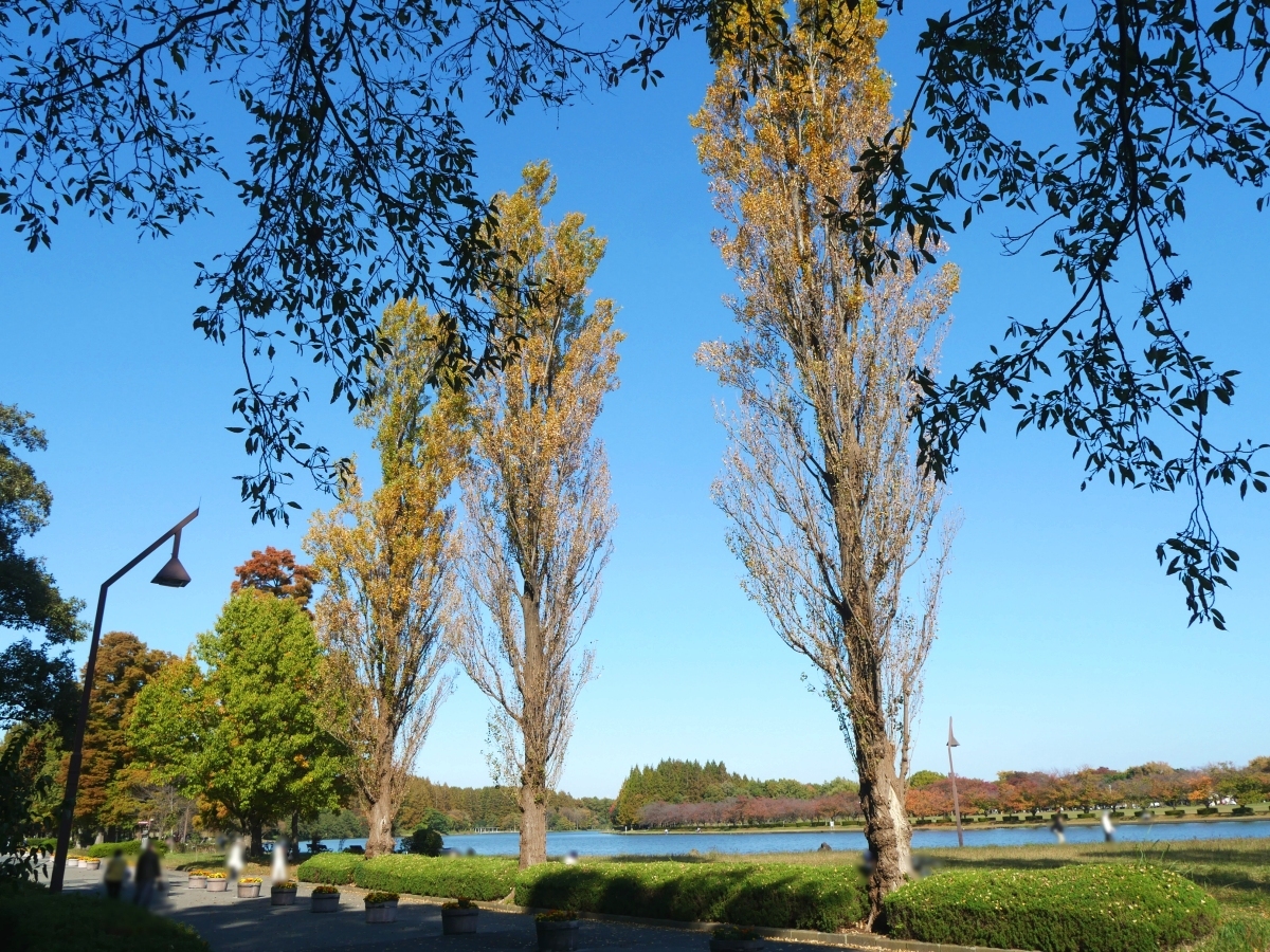 小合溜の水と空の青に映えるポプラの木