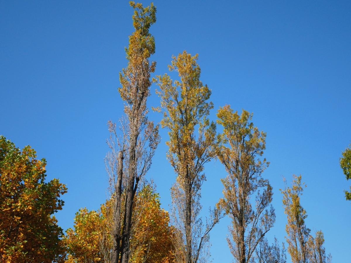 ポプラの木の上部を覆う黄色い葉