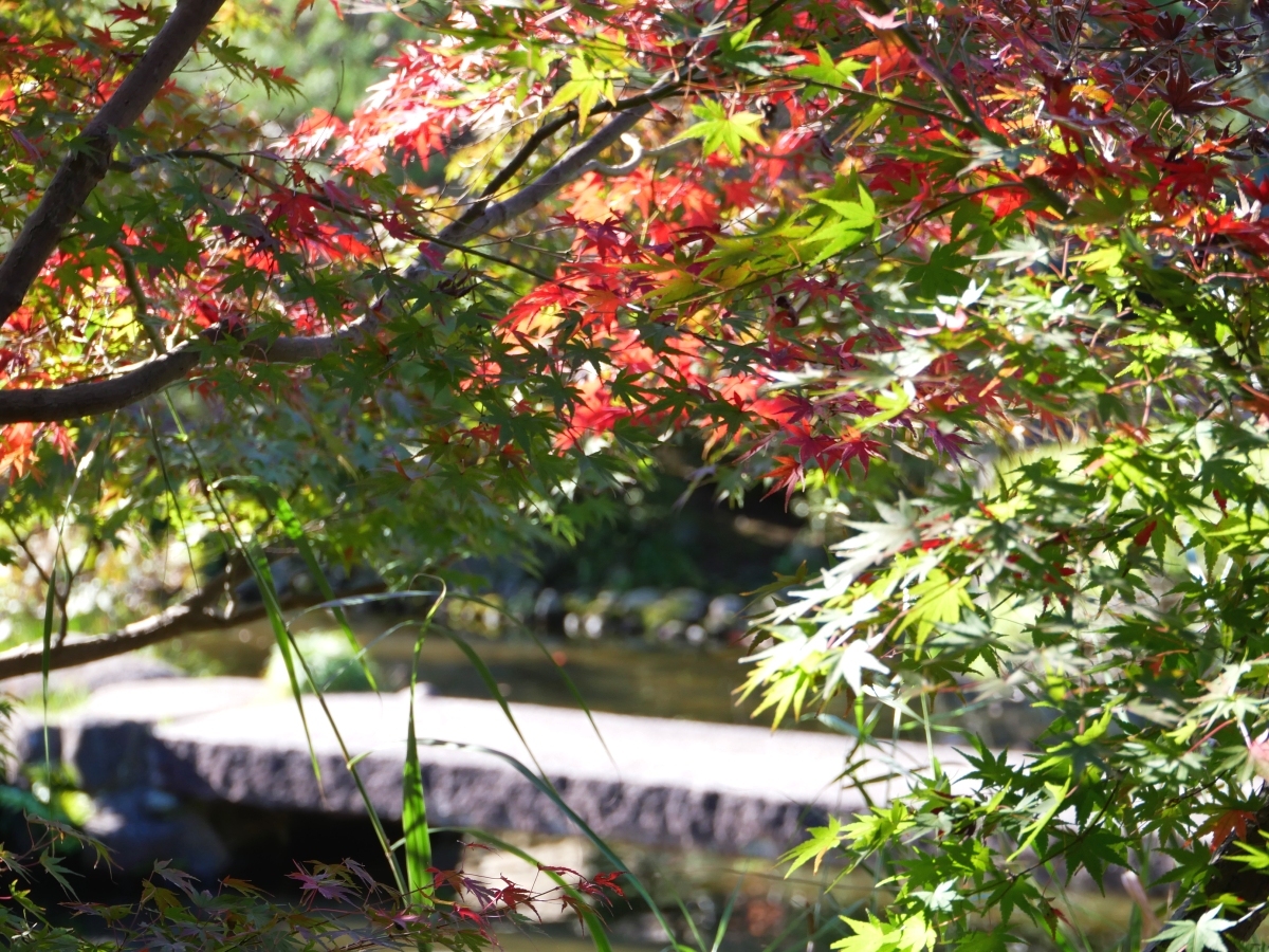 池に架かる平石橋に紅葉が似合う