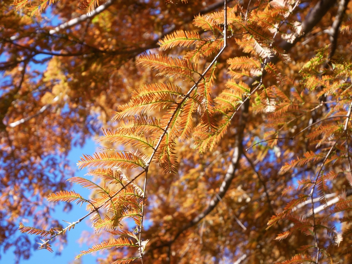 レンガ色に染まるメタセコイアの葉