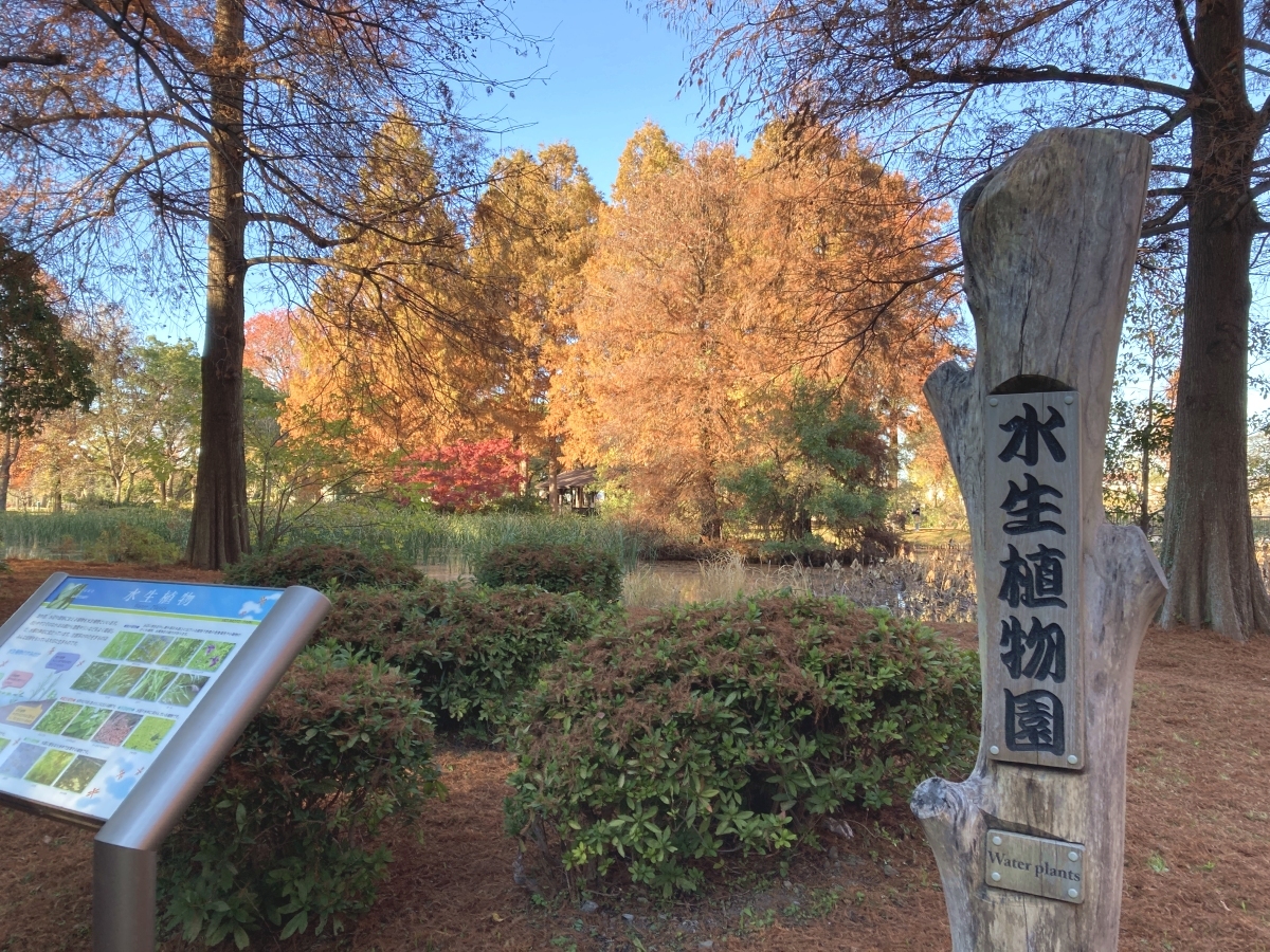 木製の「水生植物園」の看板が紅葉に映える