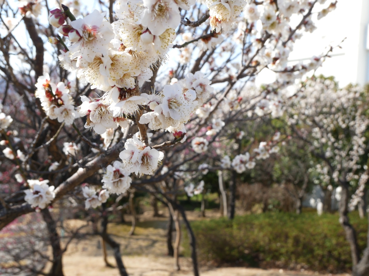 白梅の木々が見事な小菅西公園