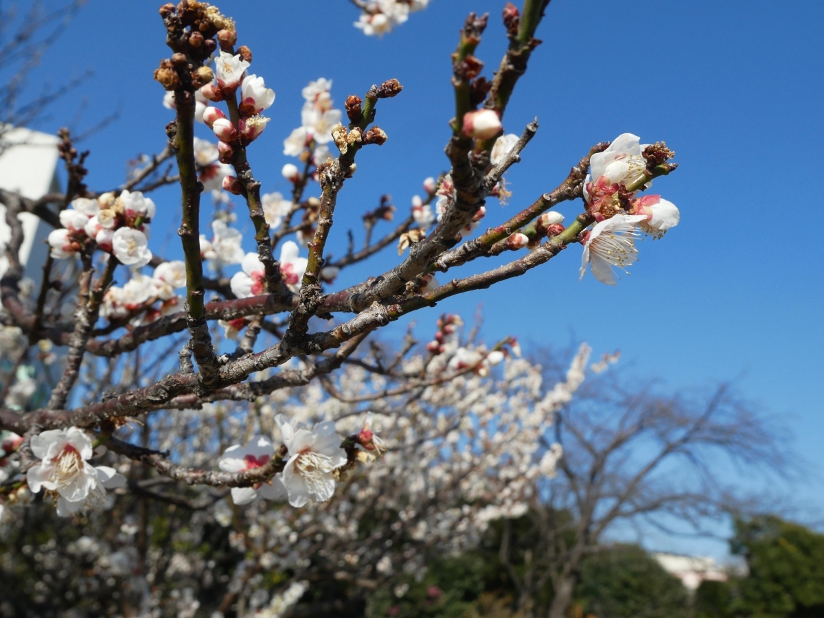 階段の左に並ぶ白梅の木々