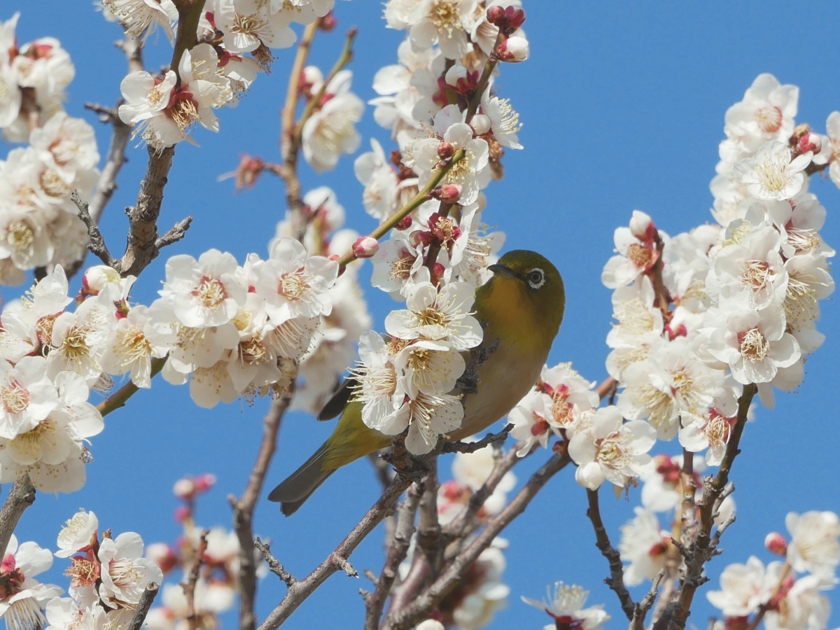 梅の蜜を吸うメジロ