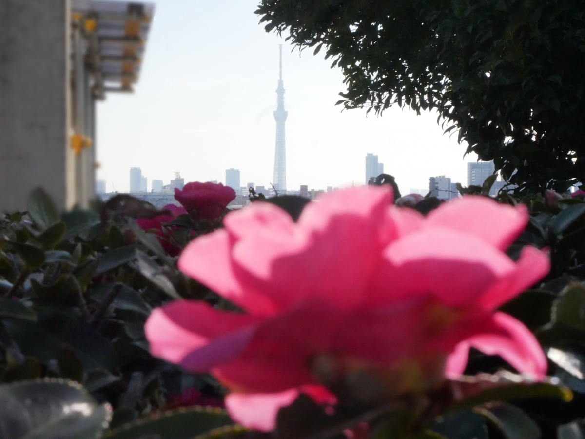 サザンカの奥には東京スカイツリーが見える