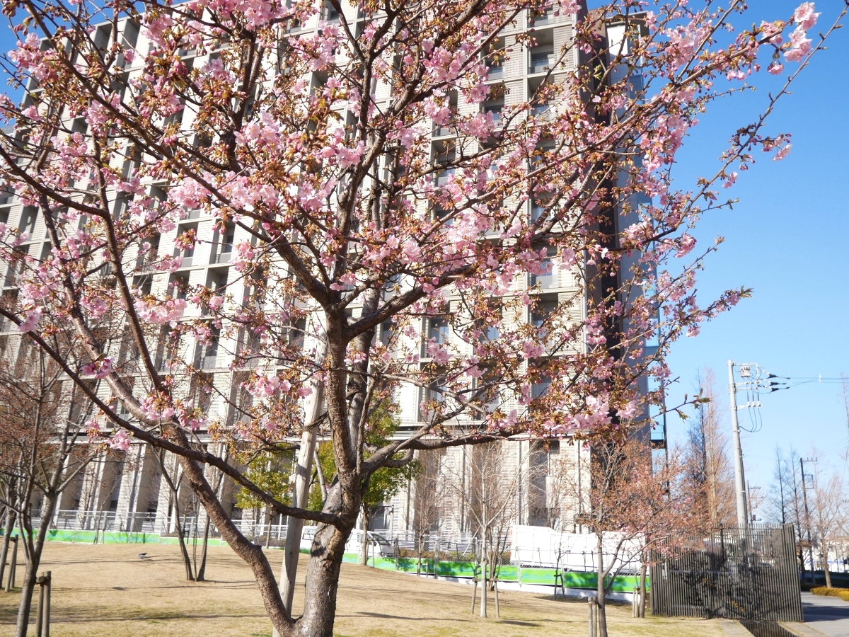 咲き始めた河津桜の木々