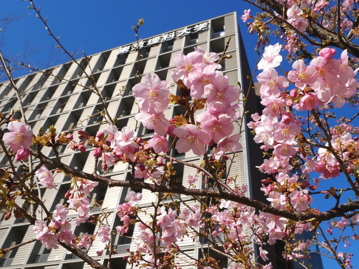 背後の東京理科大の建物に河津桜が映える