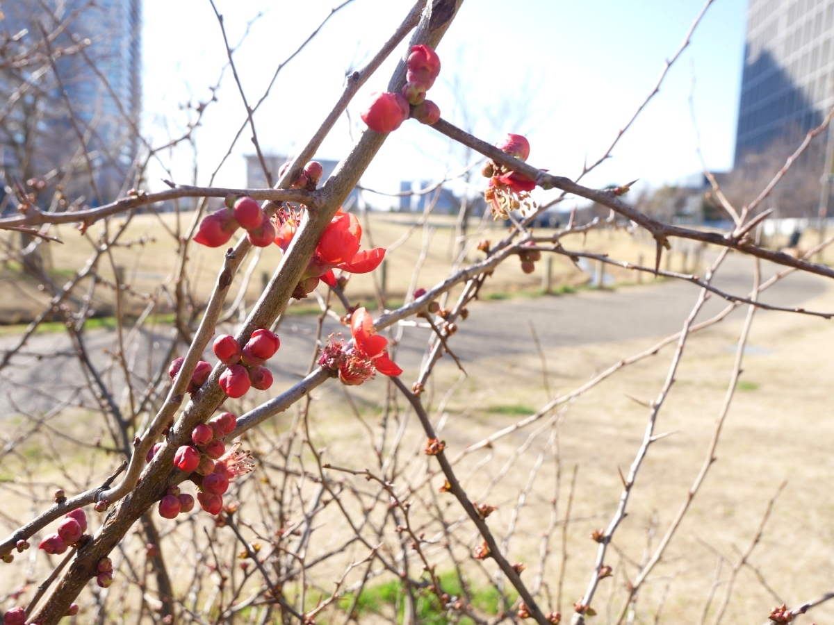 芝の園内を彩るボケの花