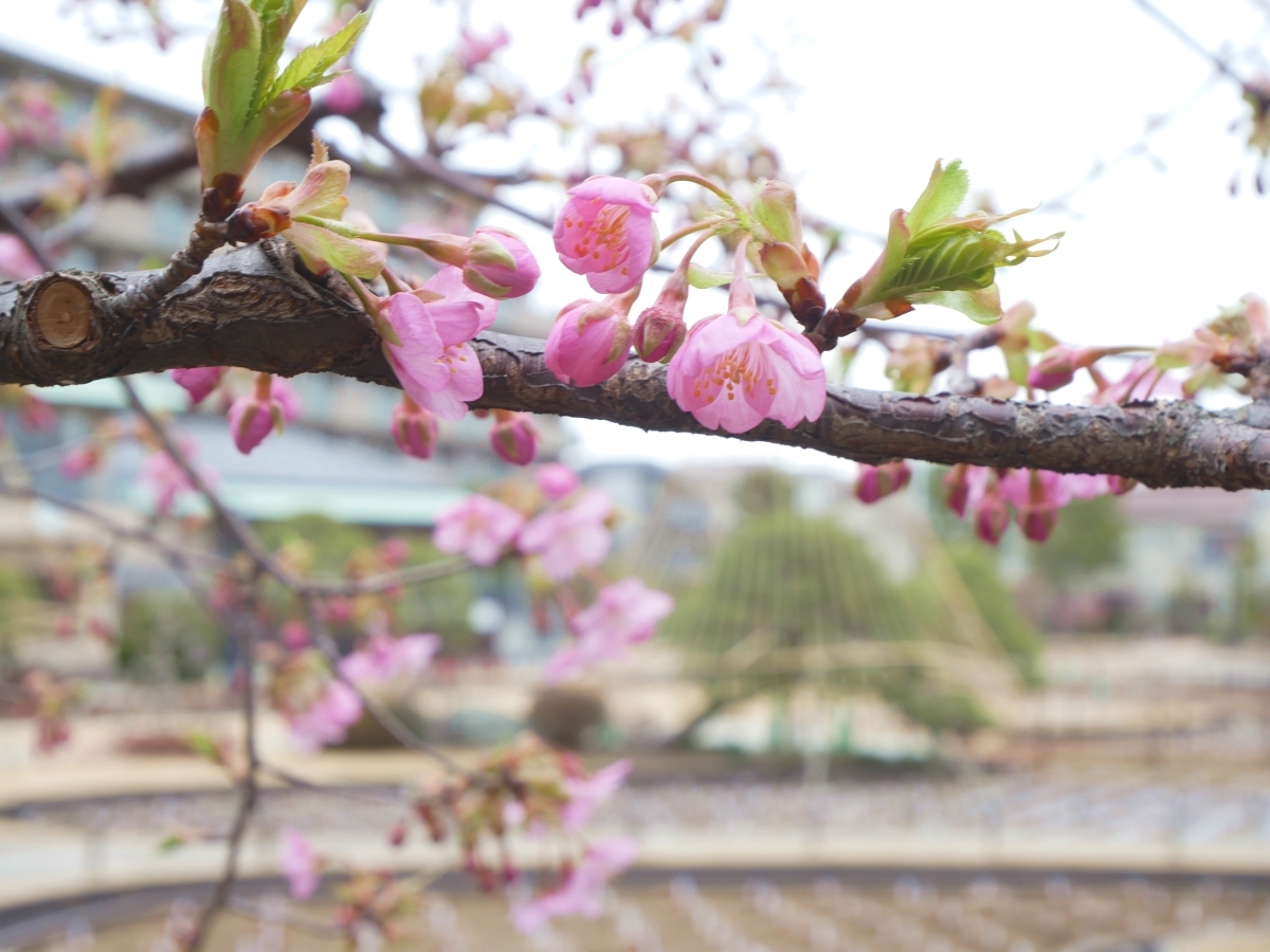 菖蒲田を背景に咲く河津桜