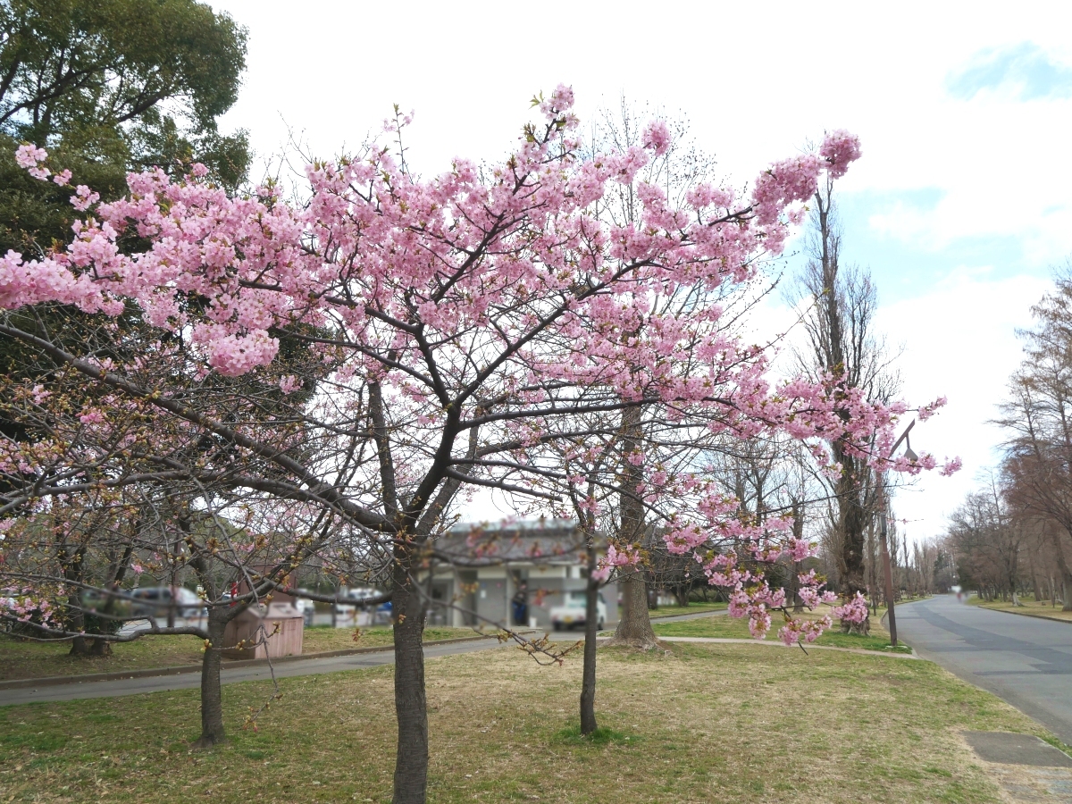 駐車場の入口付近の河津桜。こちらは咲き始め。