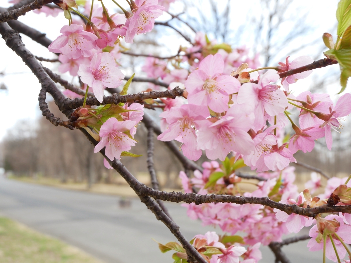 遊歩道の近くで咲く河津桜