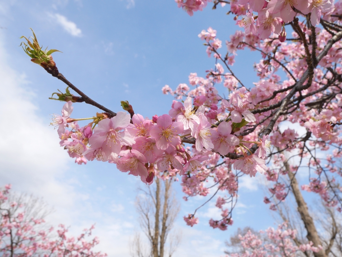 濃いピンクの桜が遊歩道のポプラの木に映える