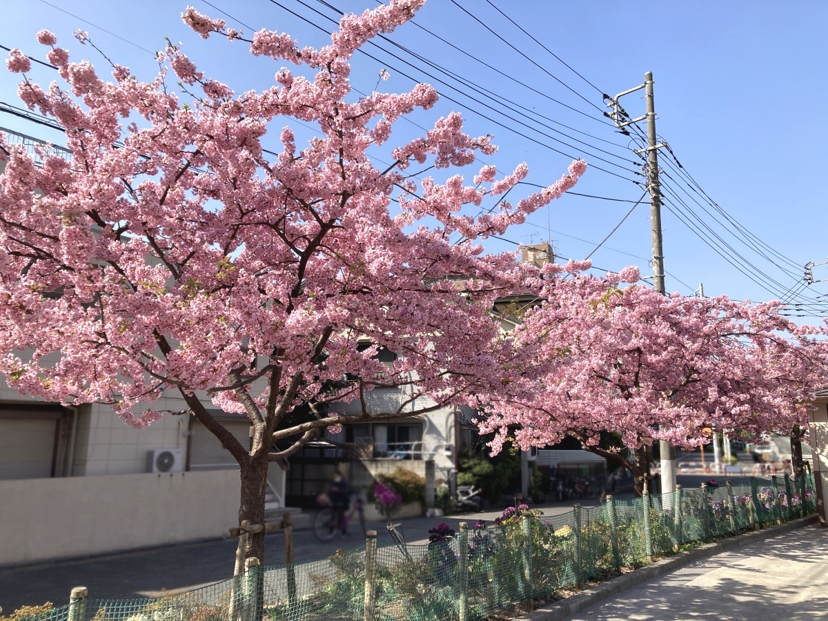 河津桜が並ぶ公園の西側