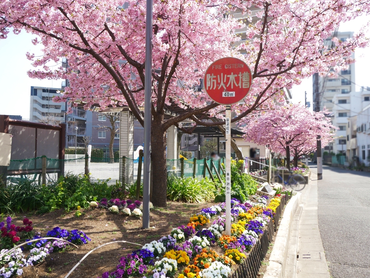 河津桜と花壇の花々の競演
