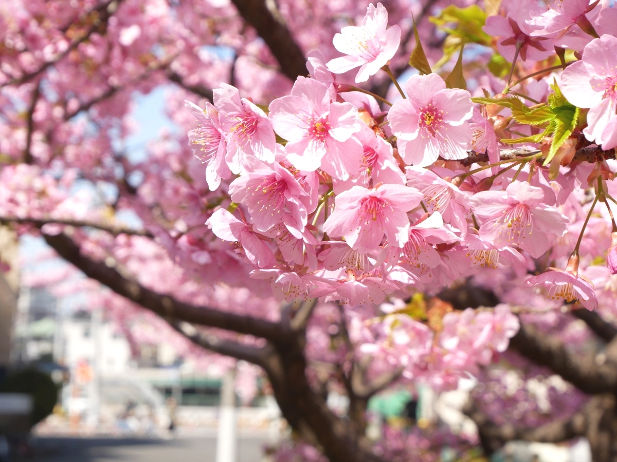枝にびっしりと咲いた河津桜