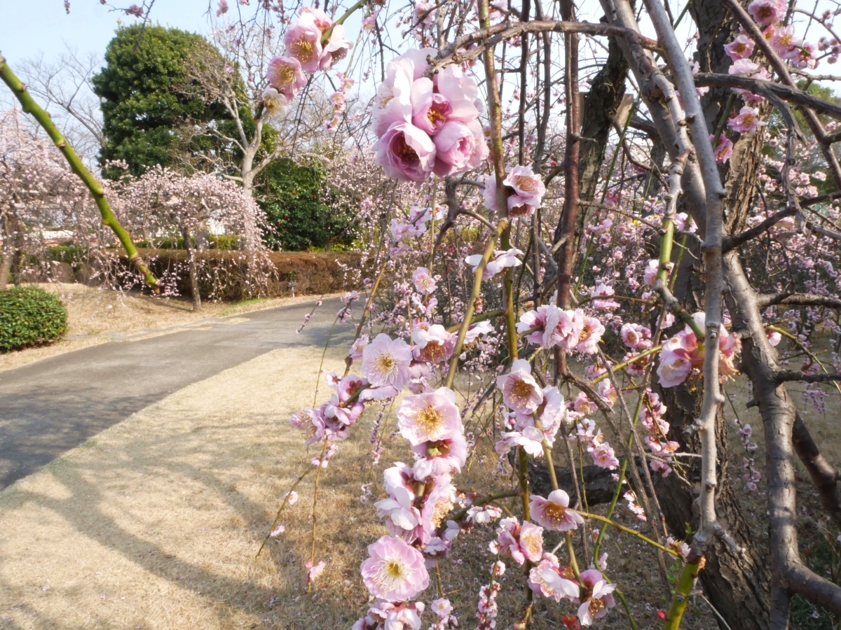 薄ピンクのしだれ梅が咲く小菅西公園