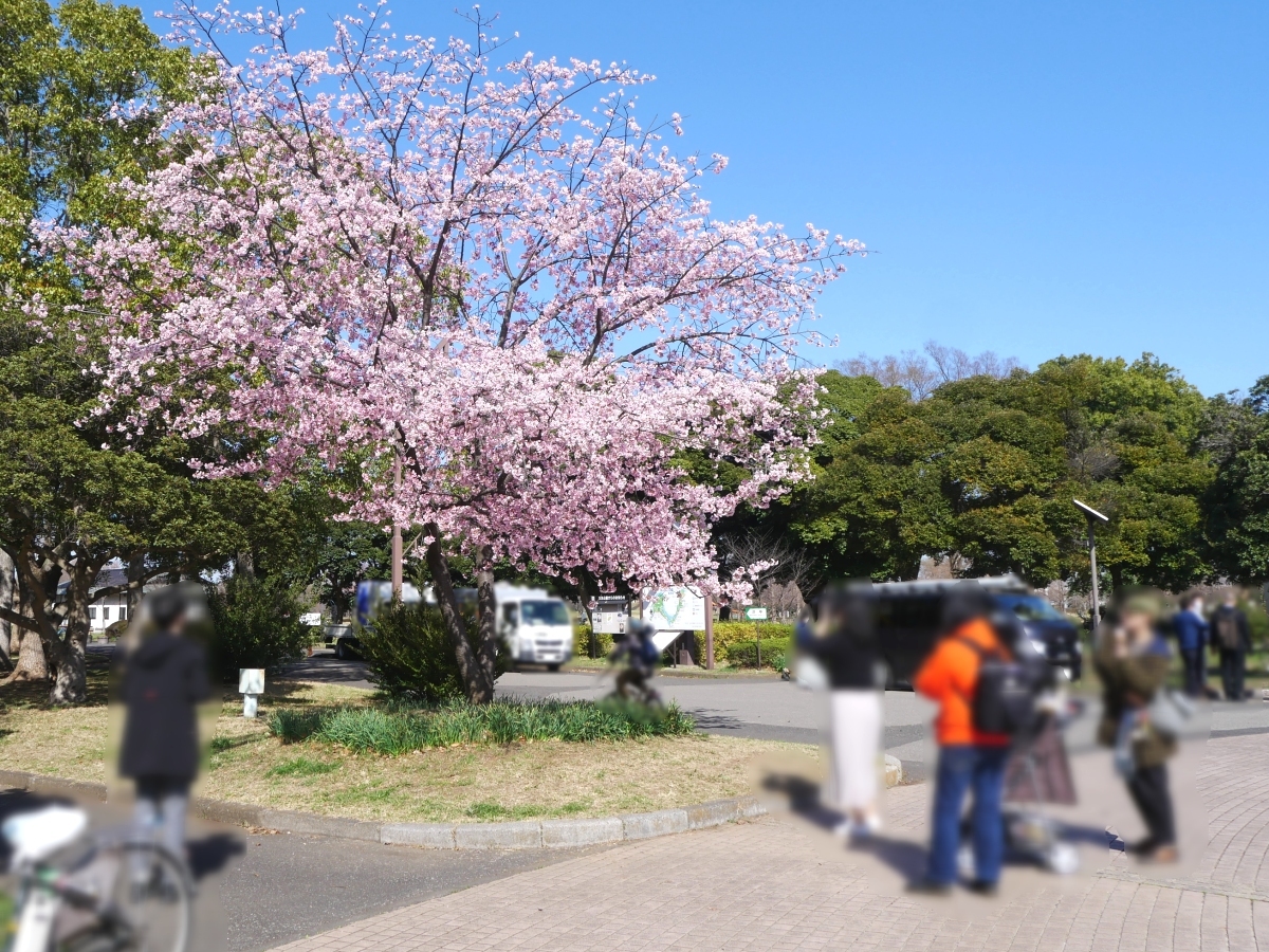 噴水広場の近くに立つ大寒桜