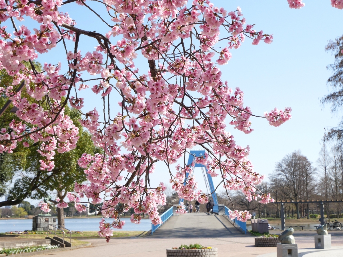 水元大橋を背景にした大寒桜