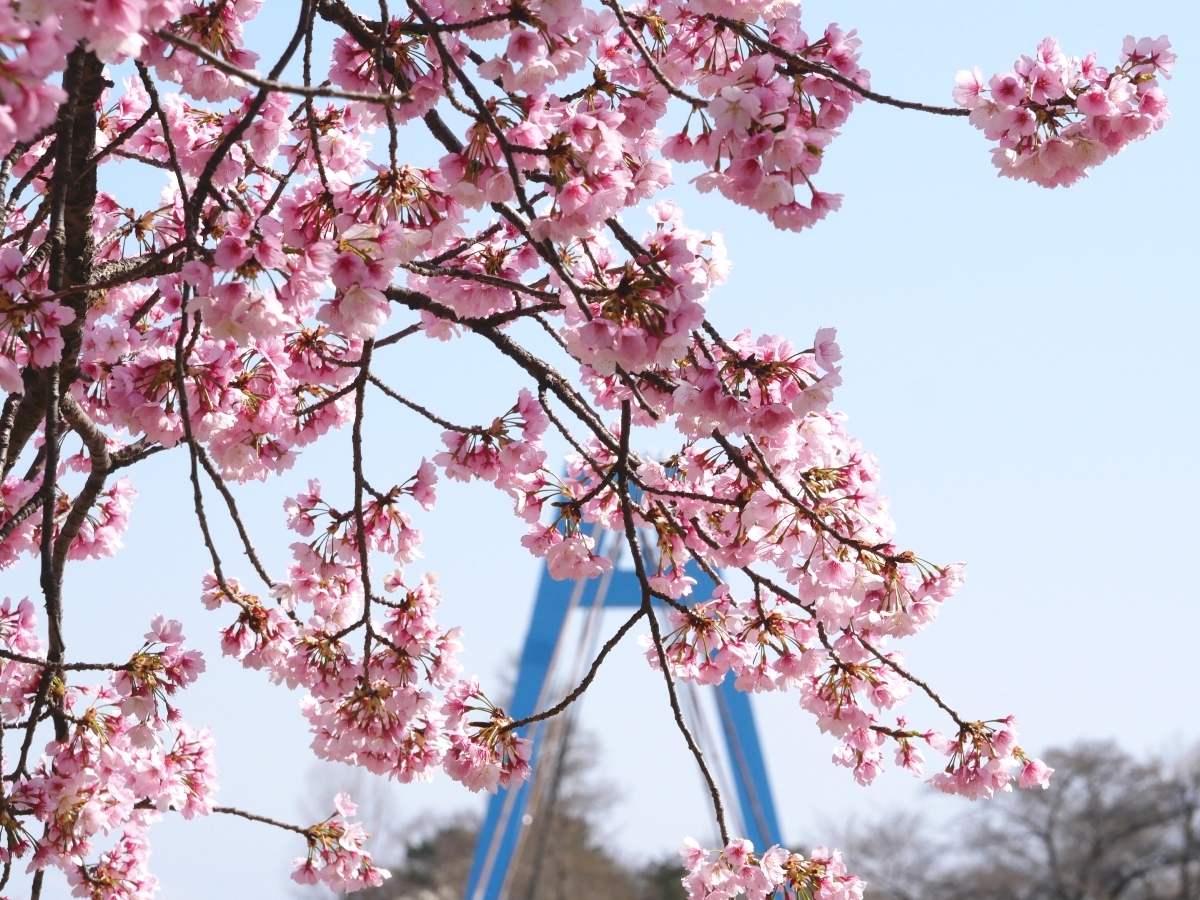 水元大橋の主塔に大寒桜が映える