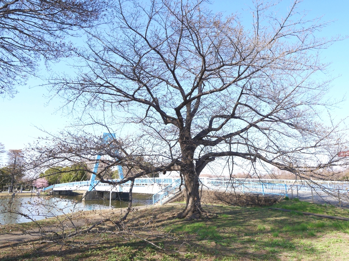 シンボルツリーのソメイヨシノと水元大橋