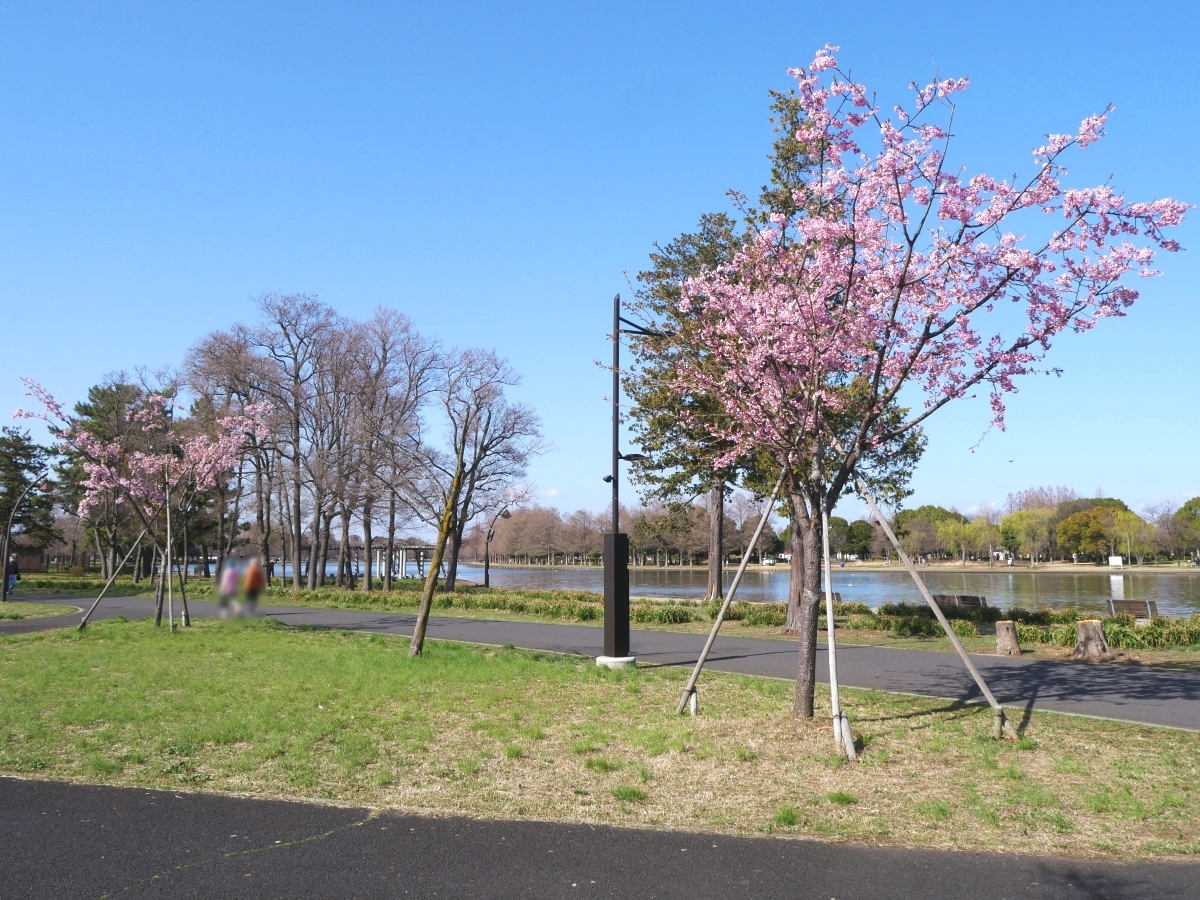 水元大橋の南、はなしょうぶ園側の遊歩道に咲く大寒桜