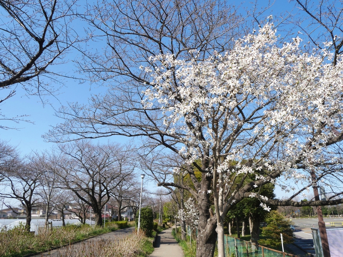 水元さくら堤。右側に咲くのはコブシの花