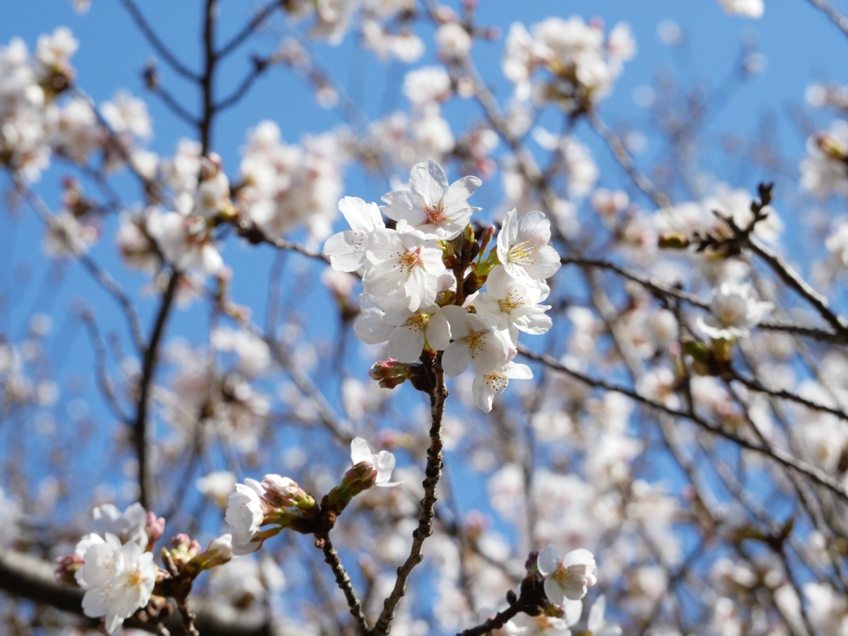 咲き始めの白っぽい花びらが可憐