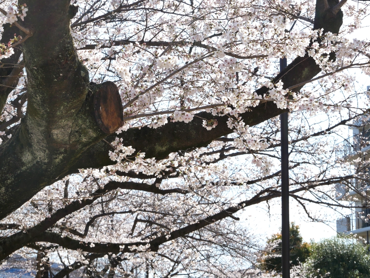 園内中央部のソメイヨシノは開花が早い