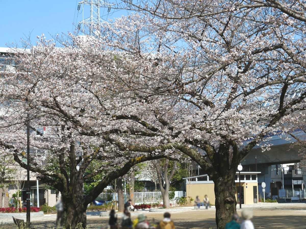 にぎわうソメイヨシノの木々の下