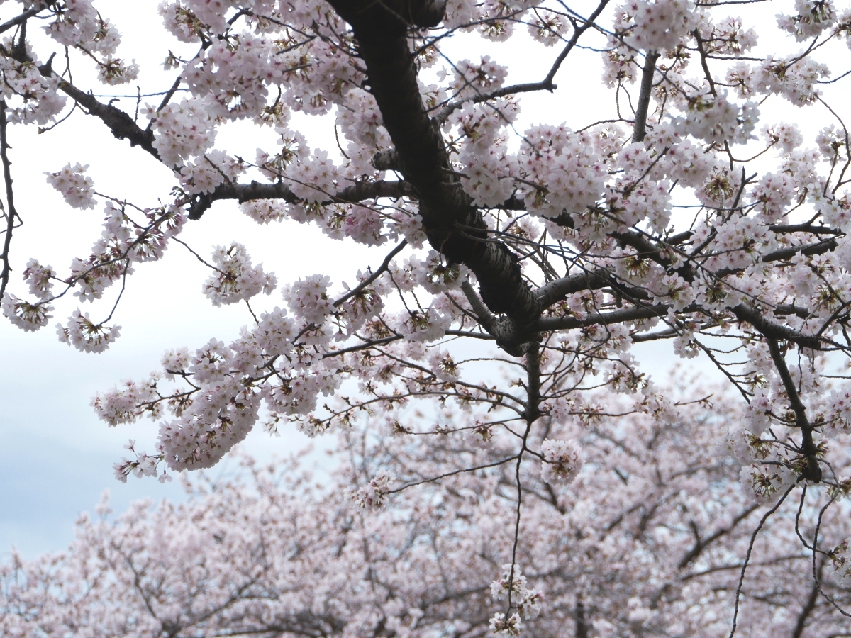 遊歩道から見た桜