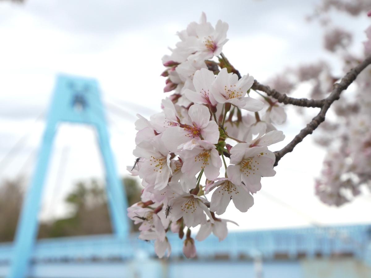 水元大橋の主塔に桜が映える