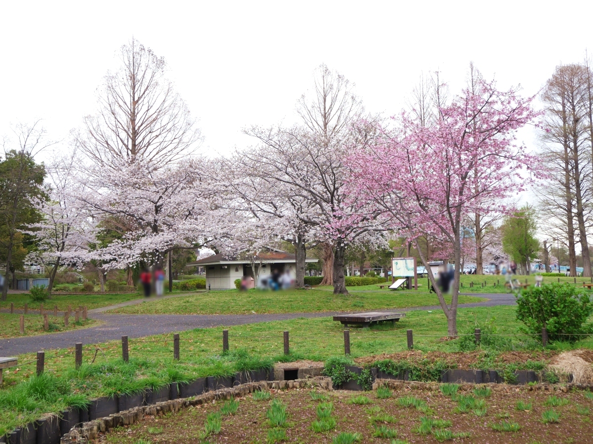はなしょうぶ園の桜の木々