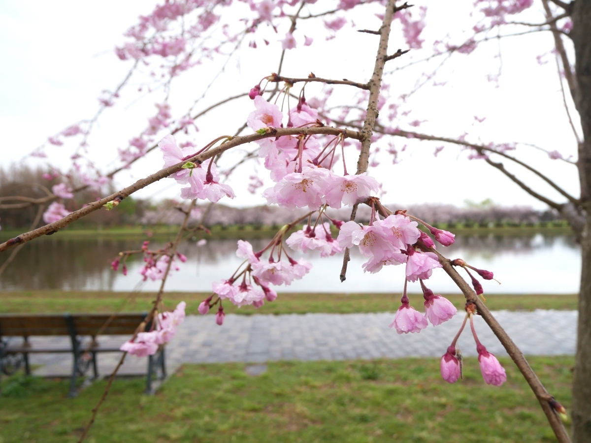 小合溜の水景色に垂れ下がる桜が似合う