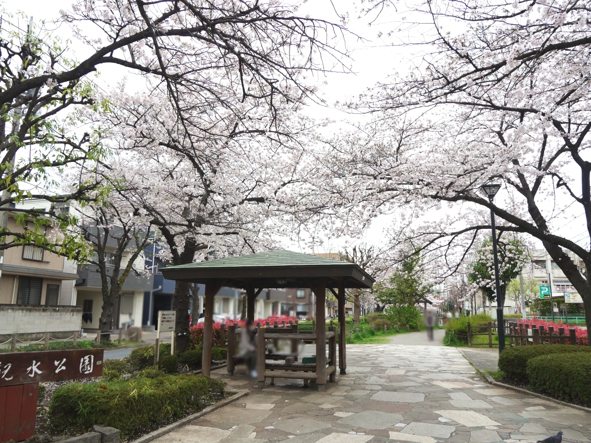 曳舟川親水公園の遊歩道と桜