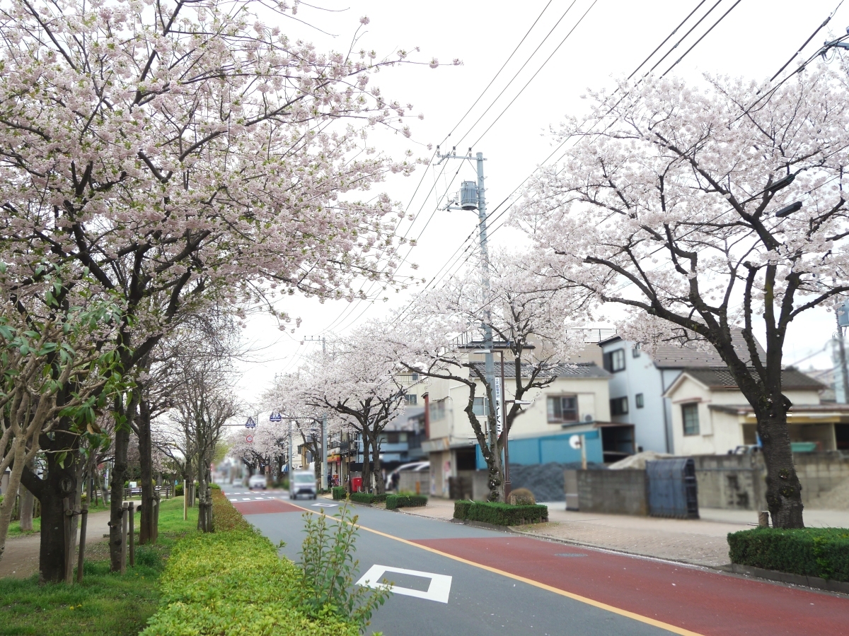 遊歩道から振り返って見た車道の桜（右）と、遊歩道の桜