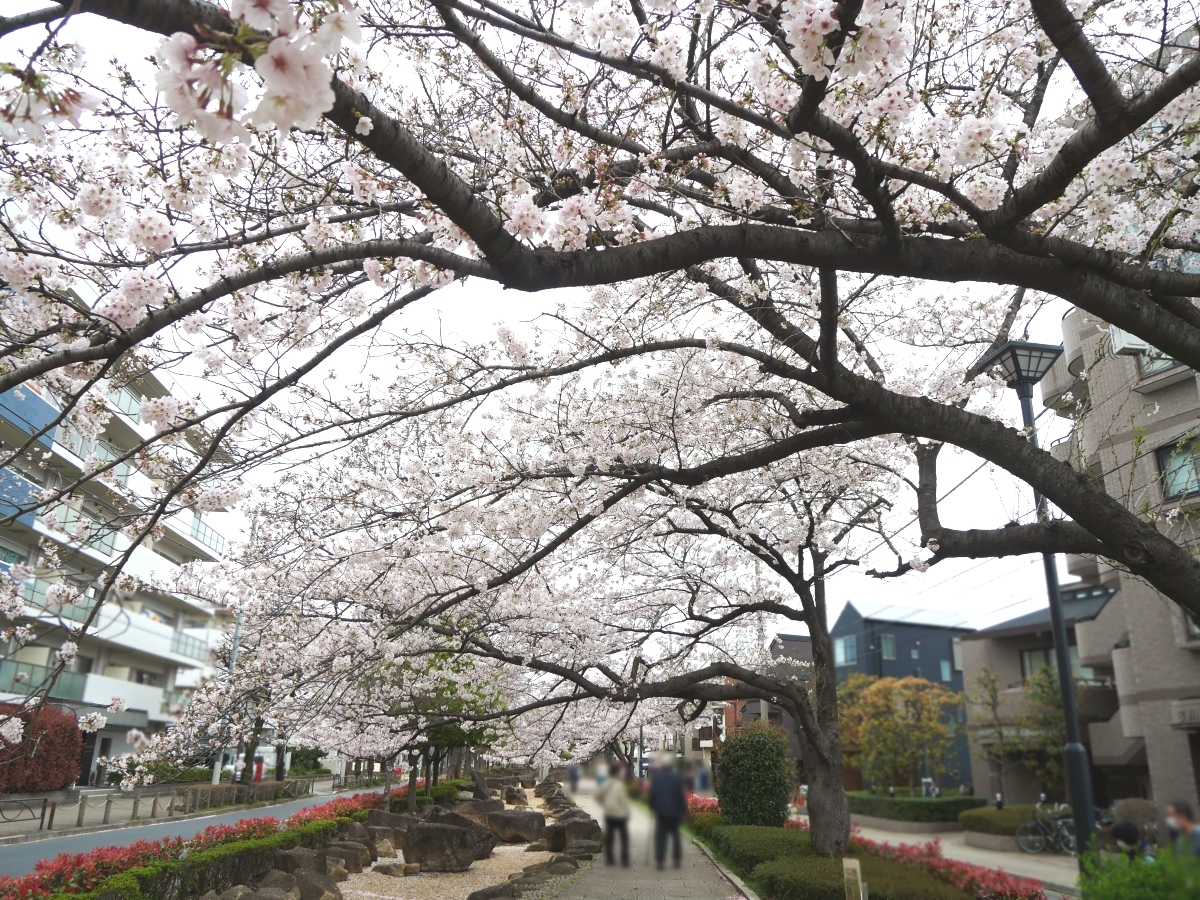 水遊び広場の桜並木